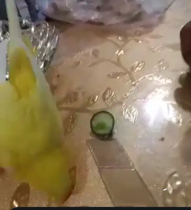 مرغ عشق گمشده|حیوانات|اهواز, منبع اب|دیوار