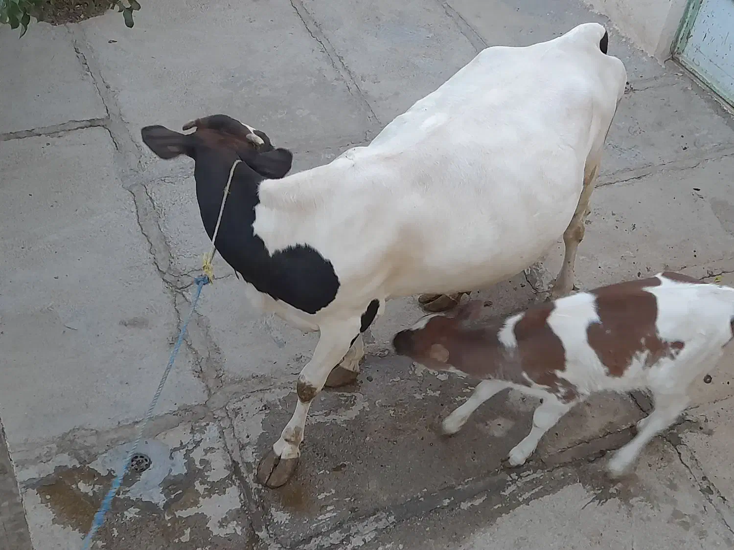 دو راس گاو|حیوانات مزرعه|دیواندره, |دیوار