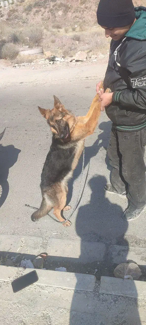 سگ ژرمن شپرد|سگ|پردیس, فاز ۱۱|دیوار