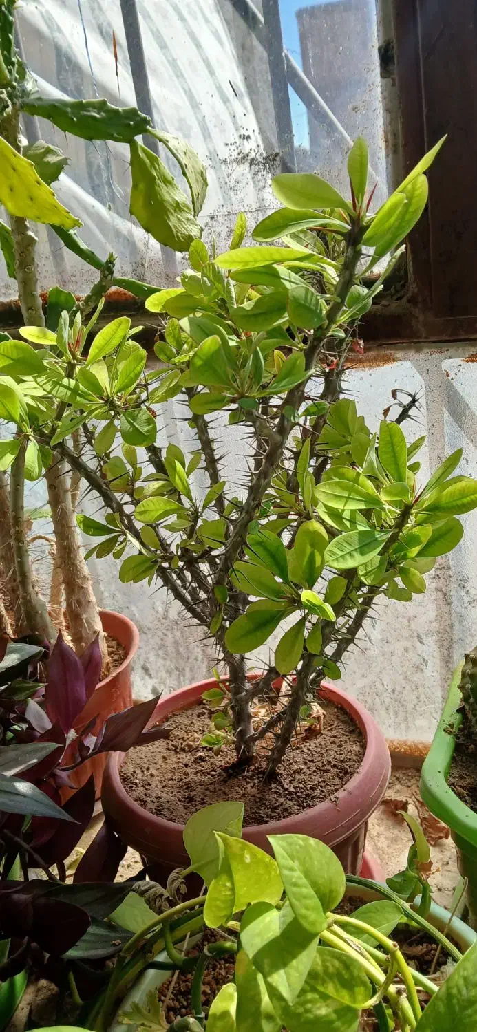 گل طبیعی وشاداب|گل و گیاه طبیعی|قوچان, |دیوار