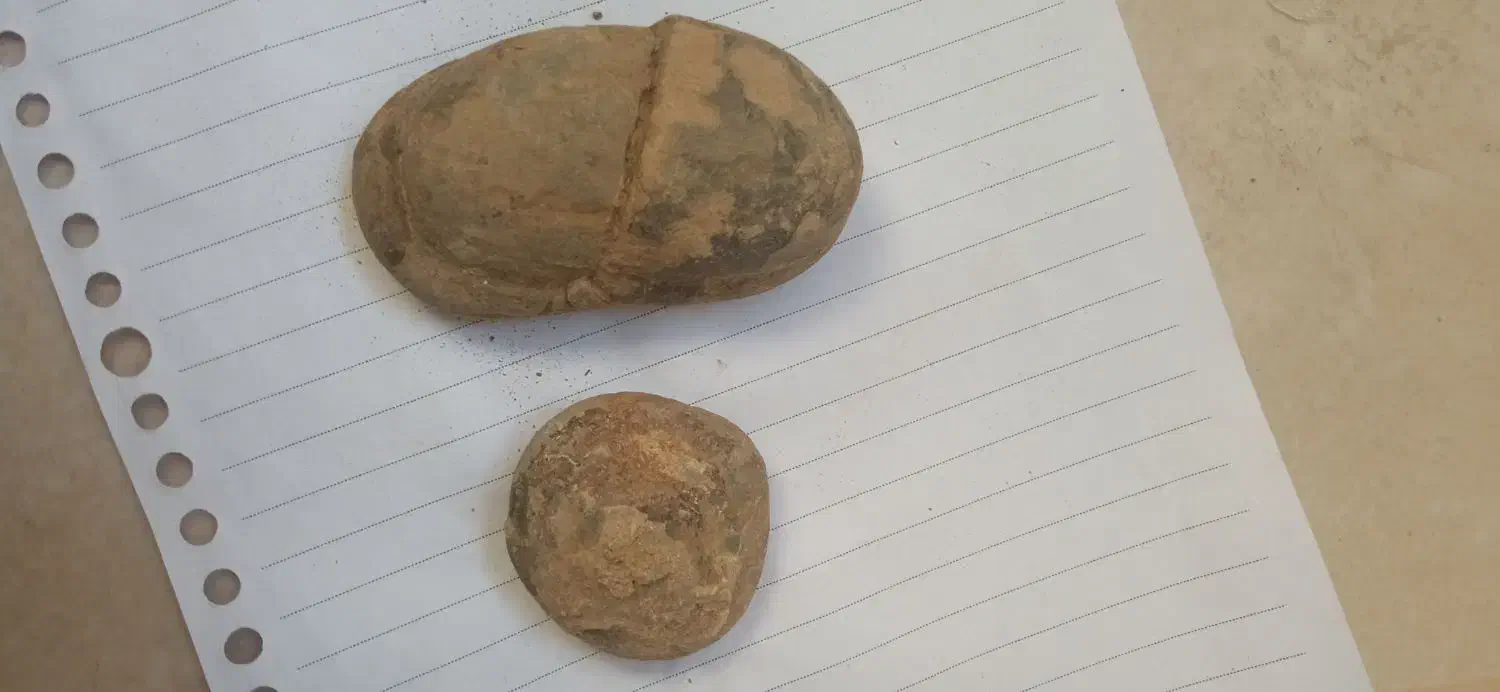 فسیل دوکفه‌ای|کلکسیون اشیاء عتیقه|تهران, فلاح|دیوار