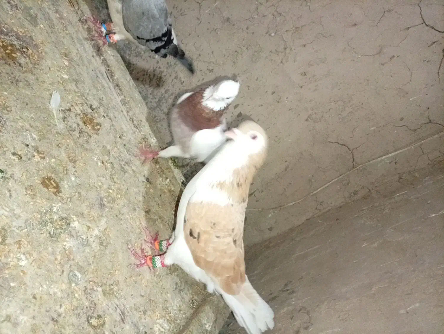 کفتر نروماده|پرنده|نیشابور, باغرود|دیوار