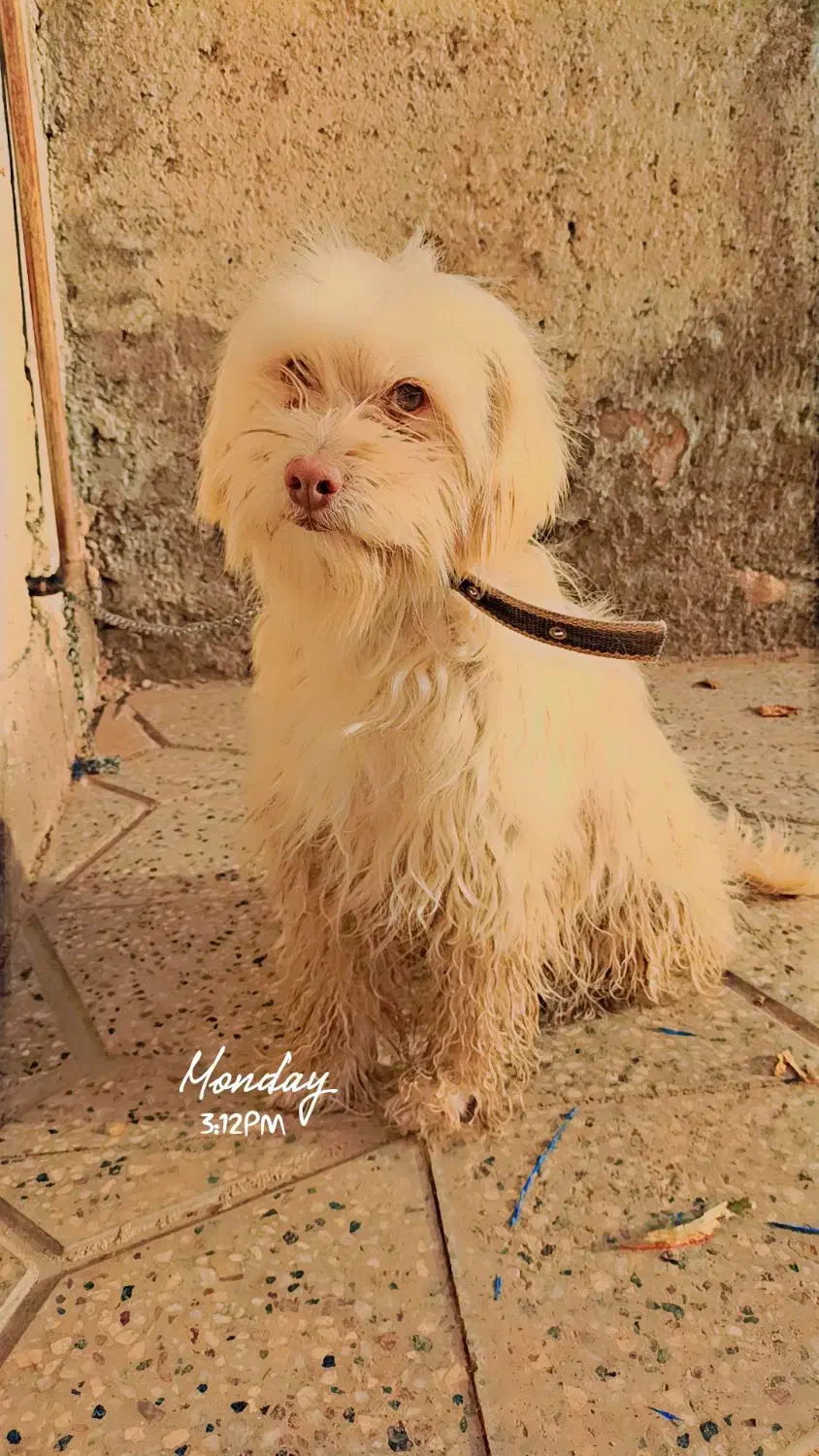 سگ.|سگ|خواف, |دیوار