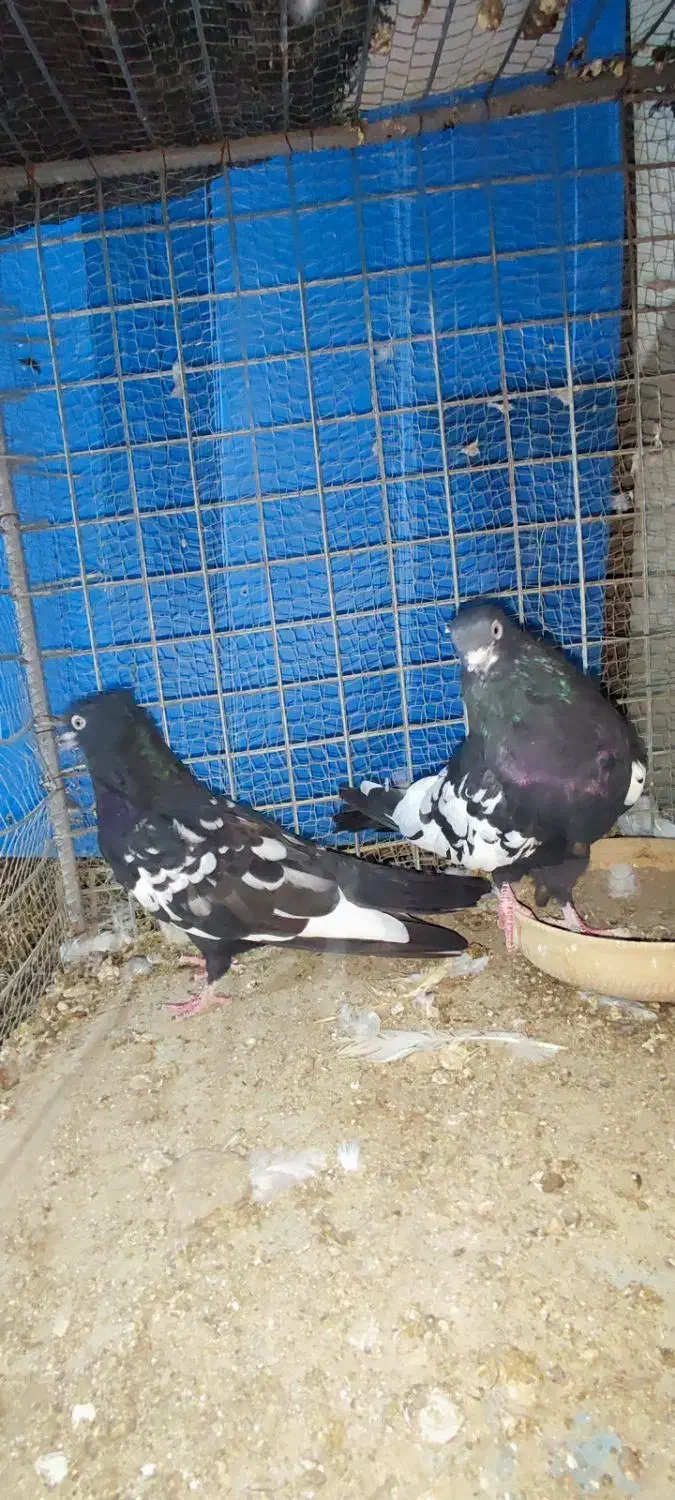 یه جفت سینهای|پرنده|کهنوج, |دیوار