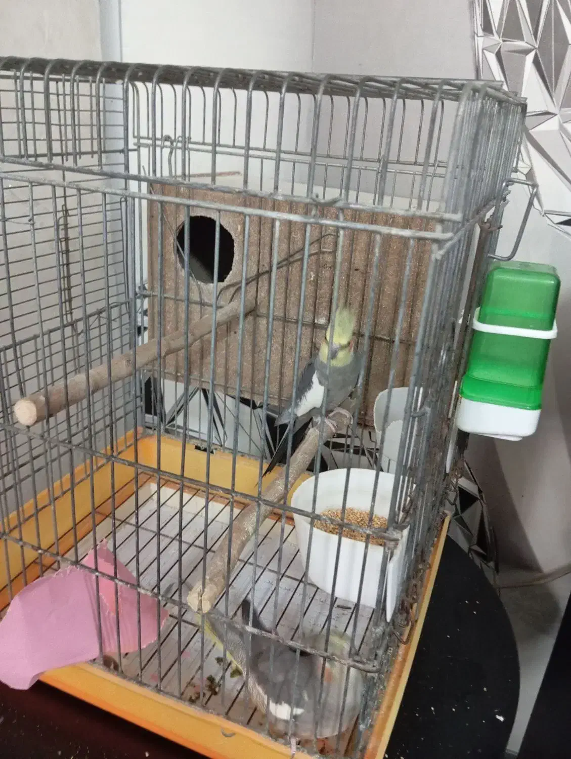 یک جفت عروس هلندی مولد|پرنده|کهریزک, |دیوار