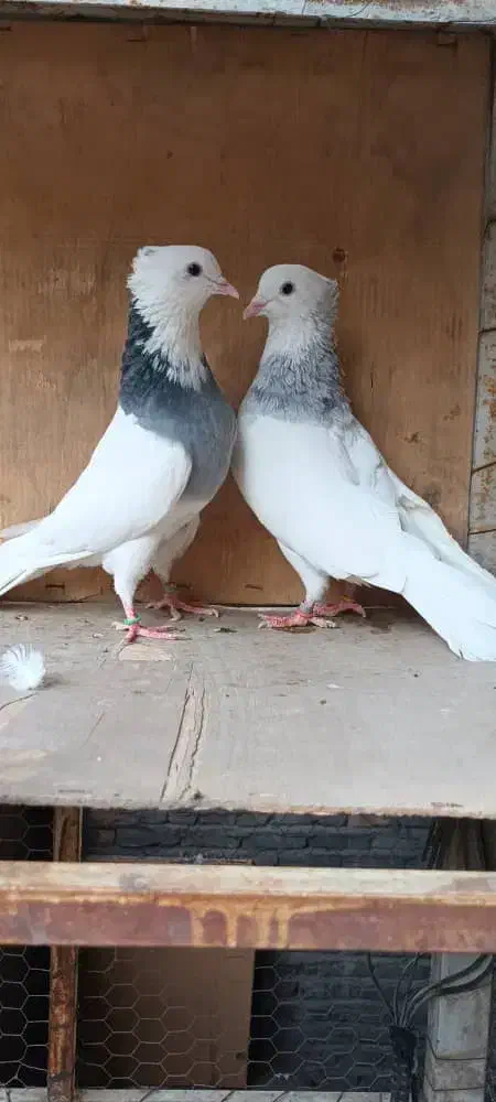 طوقی مهر زینتی|پرنده|ری, اقدسیه|دیوار