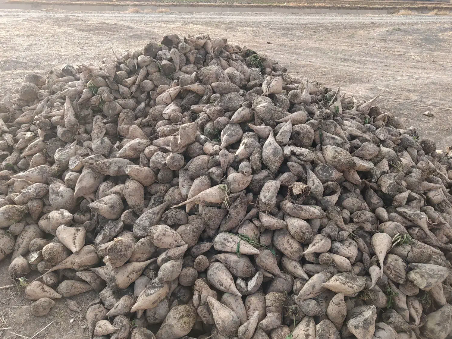 فروش‌چغندر‌‌حدود‌سه‌تن‌.برای‌دام‌|حیوانات مزرعه|صحنه, |دیوار