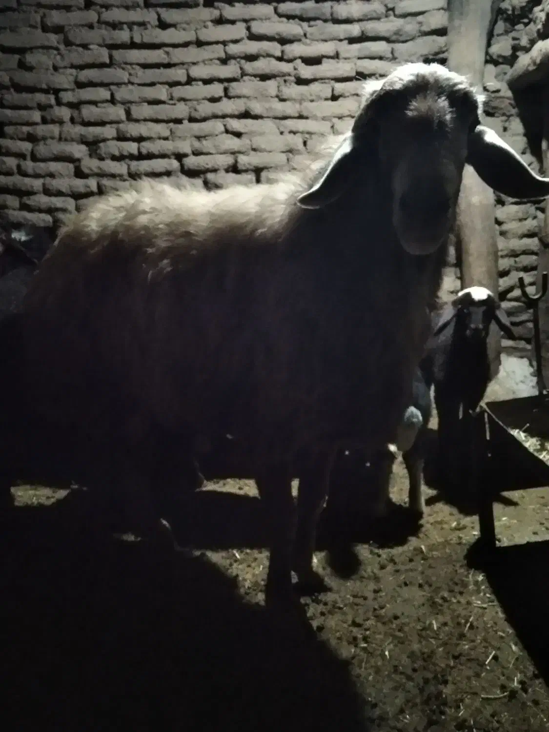 بران|حیوانات مزرعه|مریوان, |دیوار