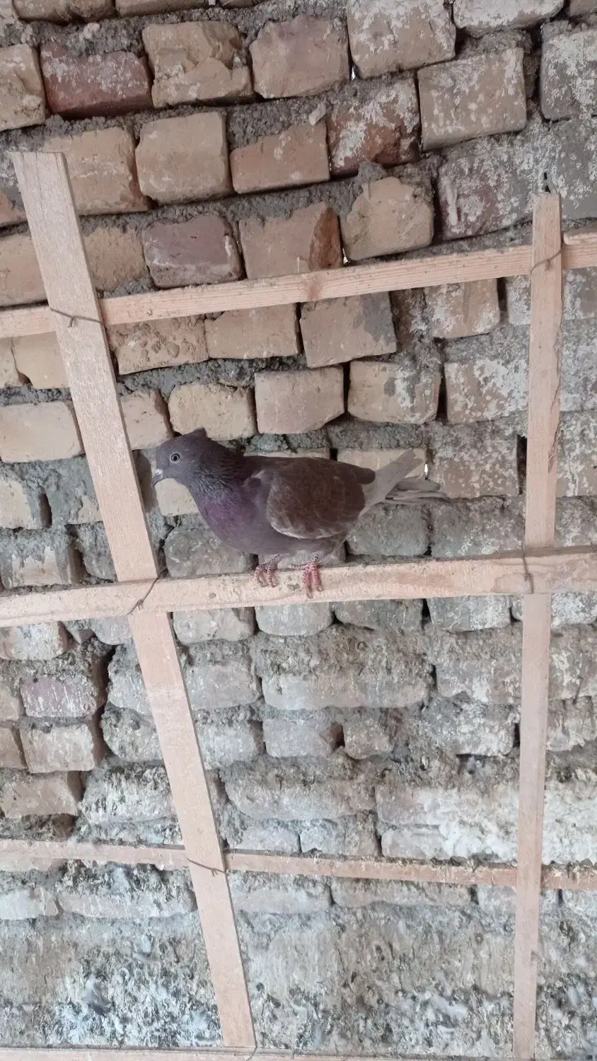 250.000|پرنده|کاشان, اراضی فتح المبین (محمدیه)|دیوار