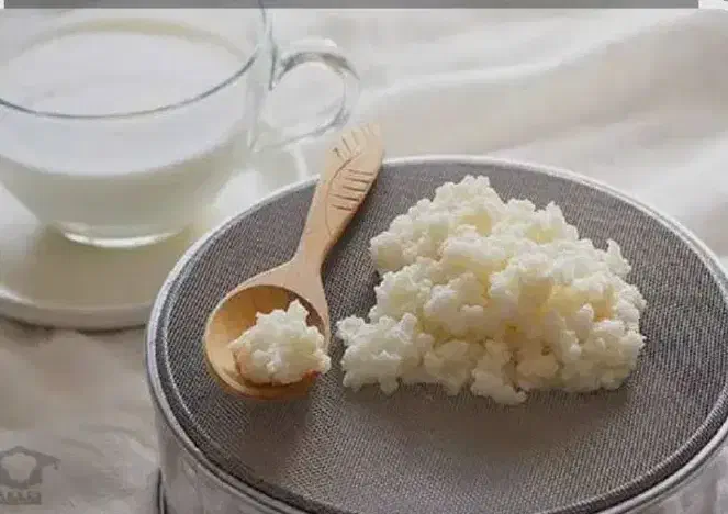 دانه کفیر، قارچ کامبوجا|خوردنی و آشامیدنی|قائم‌شهر, |دیوار