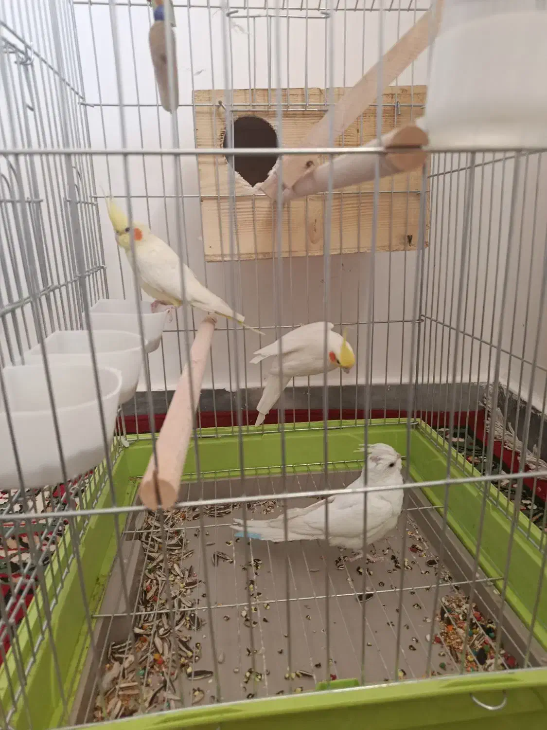 عروس هلندی|پرنده|نورآباد ممسنی, |دیوار