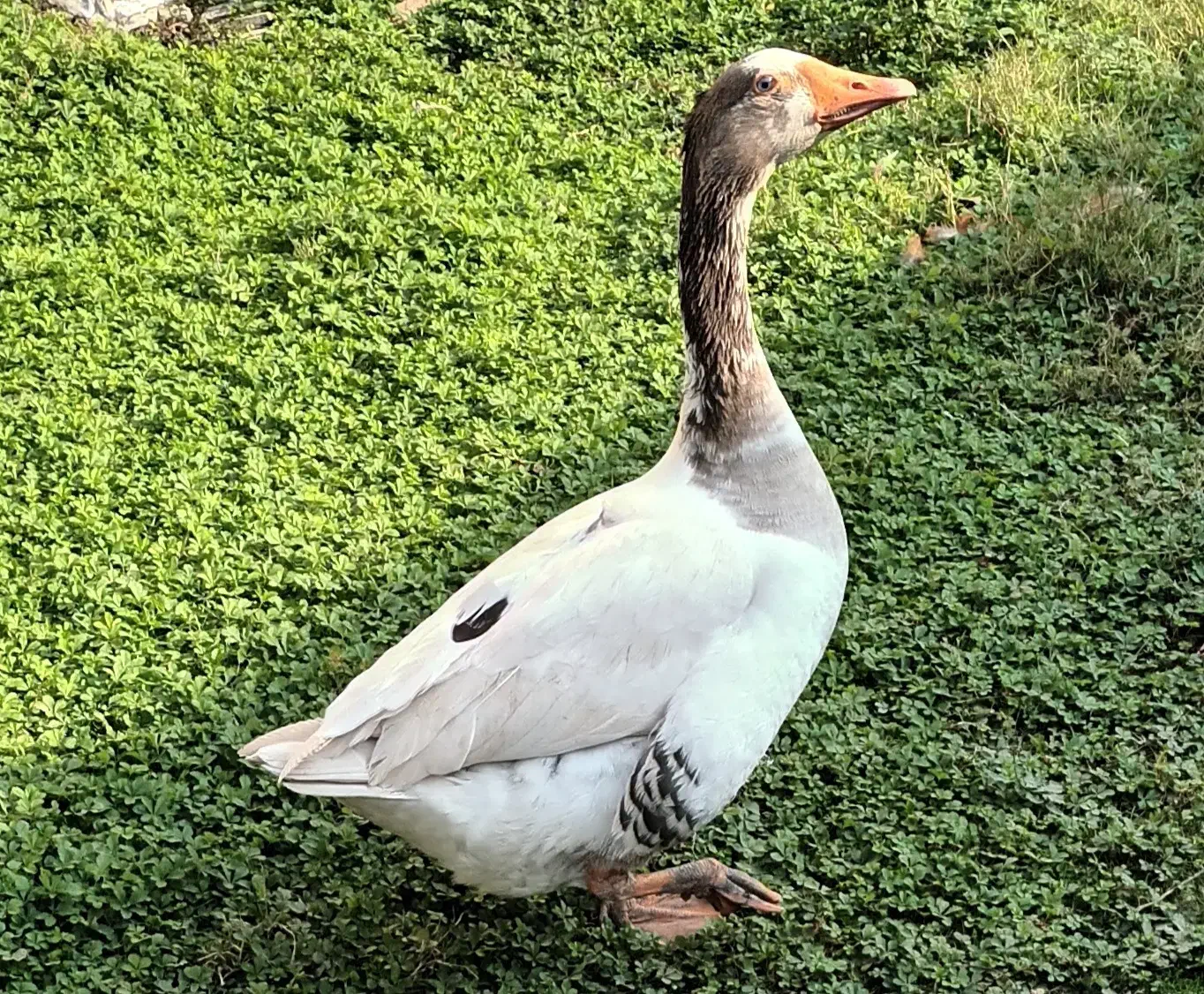 یک عدد غاز نر|حیوانات مزرعه|لولمان, |دیوار