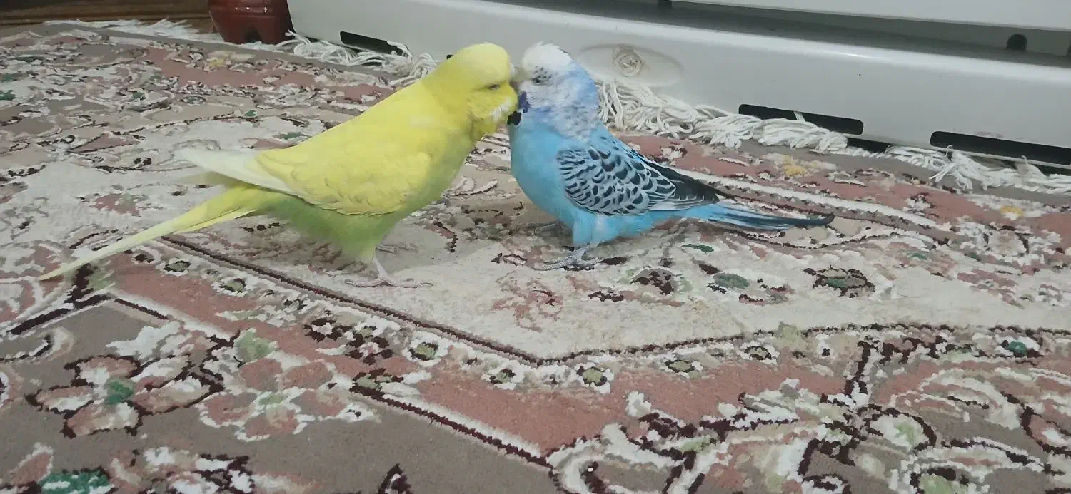 مرغ عشق انگلیسی|پرنده|قدس, شهرقدس|دیوار