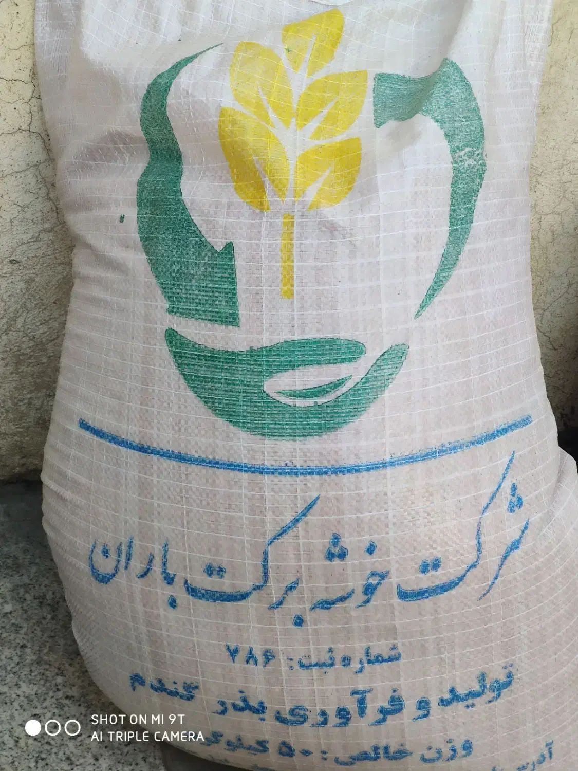 مقدار ۱۰۰ کیلو بذر گندم باران شرکت خوشه برکت|گل و گیاه طبیعی|دهگلان, |دیوار