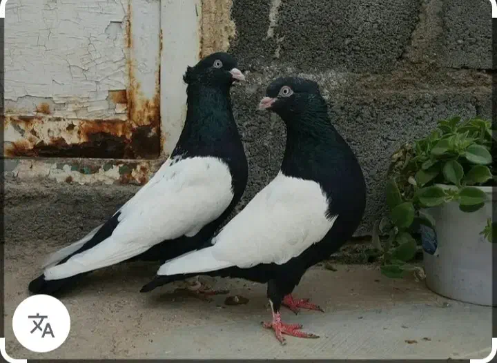 یک شان زیره ای تخت دم زیر کت رنگ|حیوانات|کرمانشاه, |دیوار