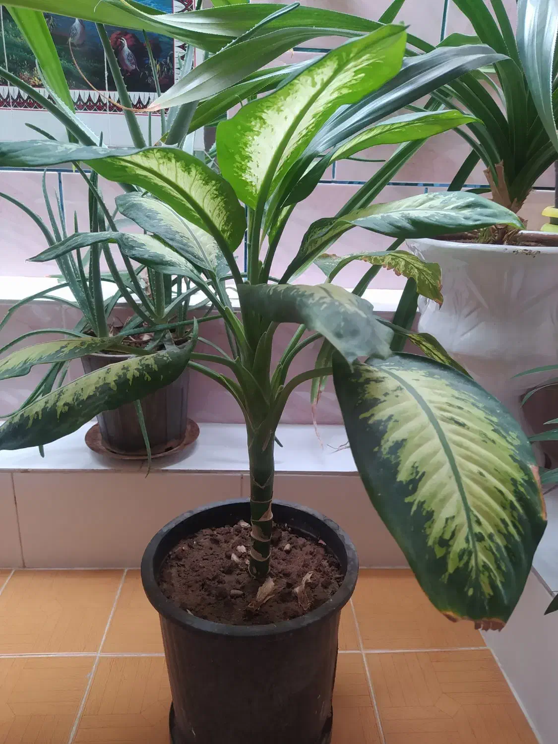 گل های زیبا و شاداب|گل و گیاه طبیعی|فسا, |دیوار