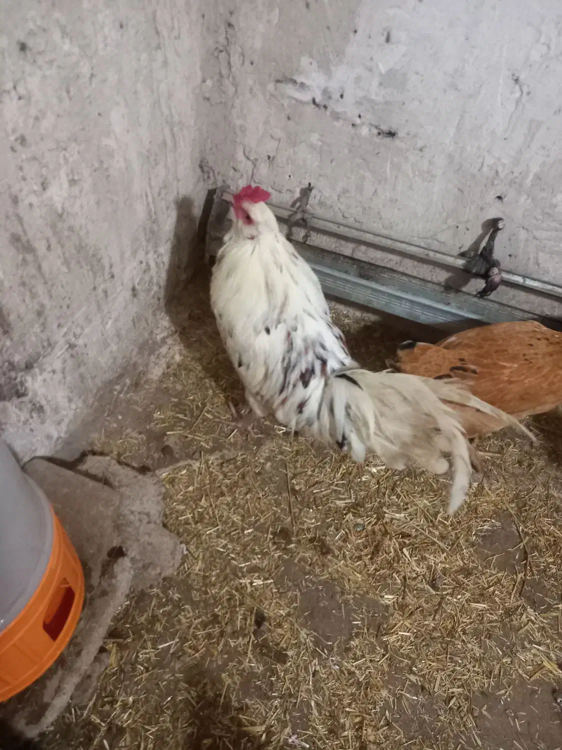 مرغ وخروس گلین|حیوانات مزرعه|مشگین شهر, |دیوار