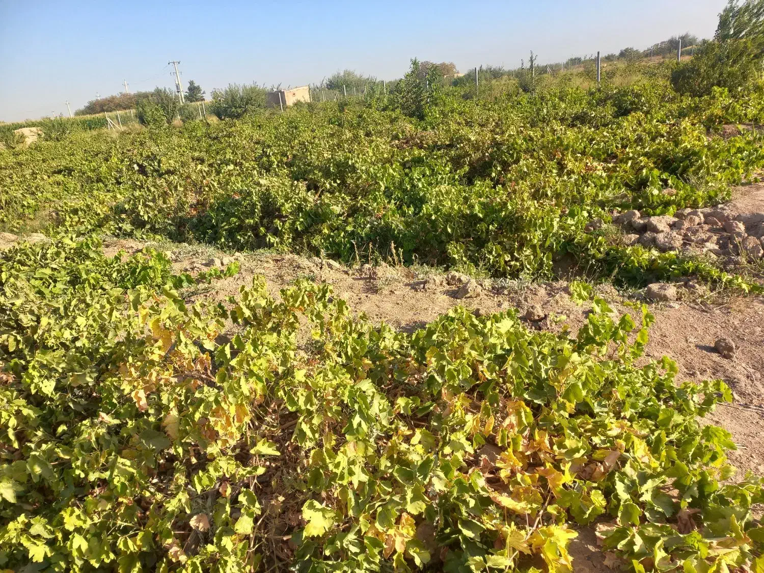 ۲۵۰۰متر باغ انگور ۷ساله با بهترین برداشت وآب ۸پر|فروش زمین و ملک کلنگی|دشتابی, |دیوار
