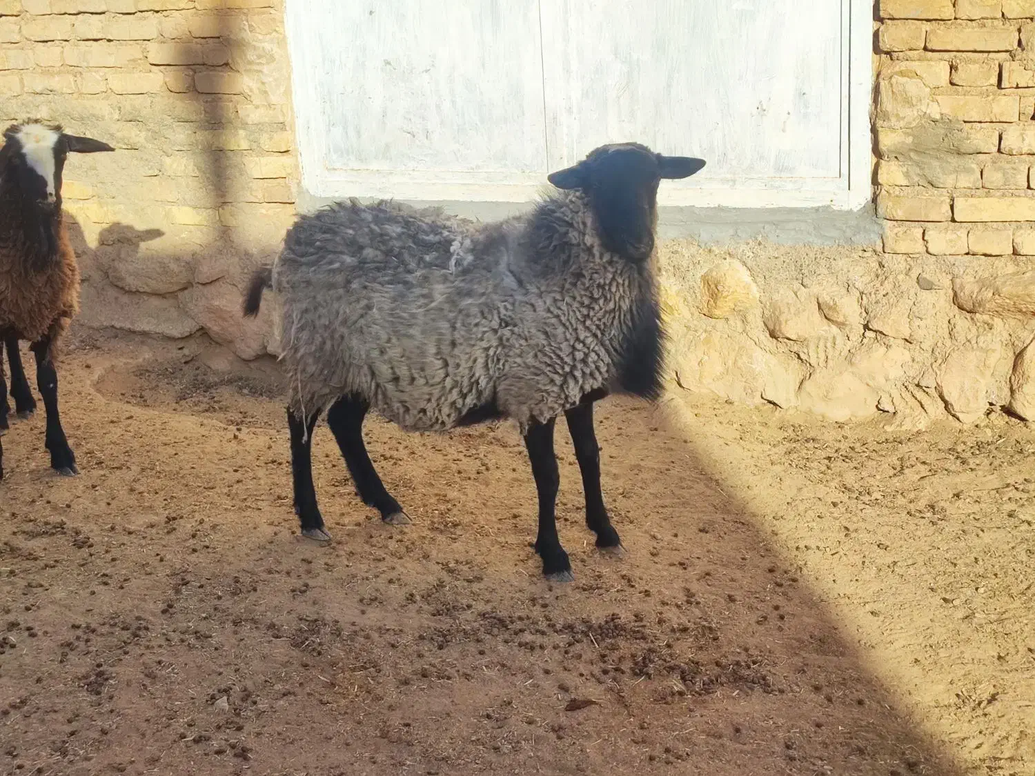 بره نژاد رومانوف اصیل،بذری قوچ میش بره بز کهره|حیوانات مزرعه|بختگان, |دیوار