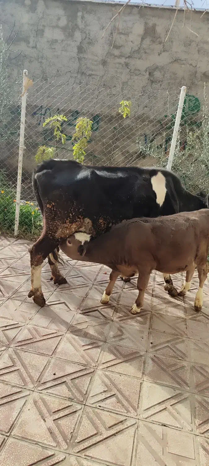 گاو گوساله|حیوانات مزرعه|مریوان, |دیوار