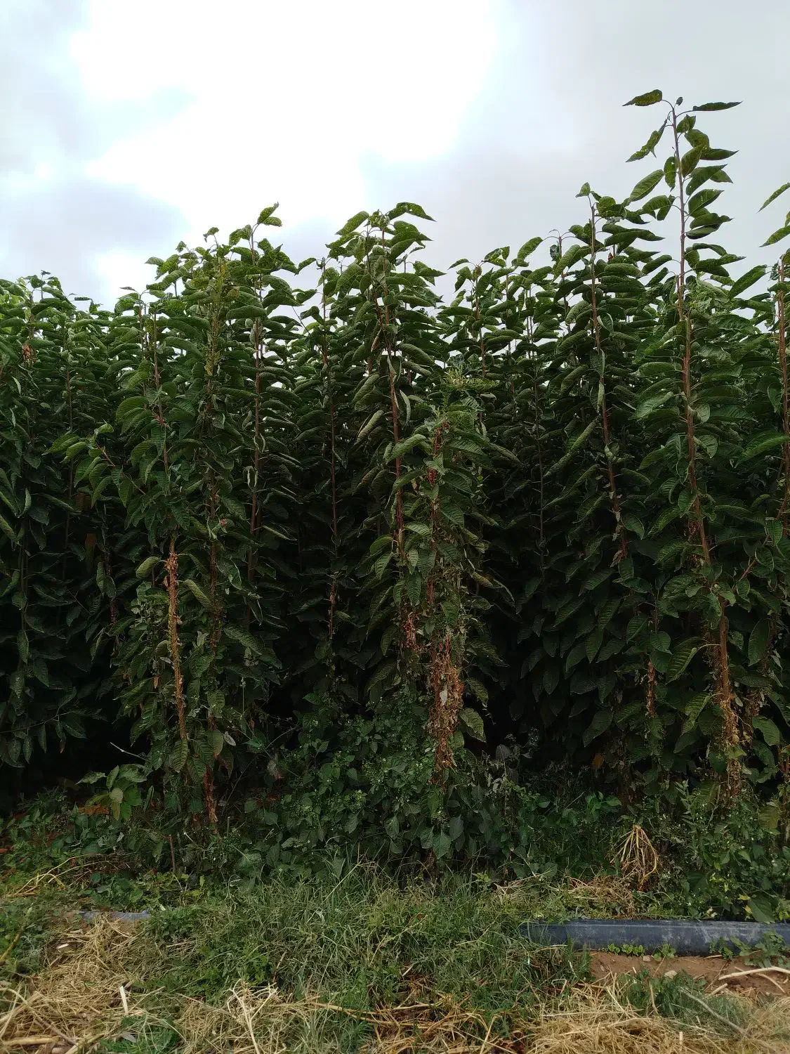 نهال گیلاس|گل و گیاه طبیعی|مشهد, کلاته برفی|دیوار