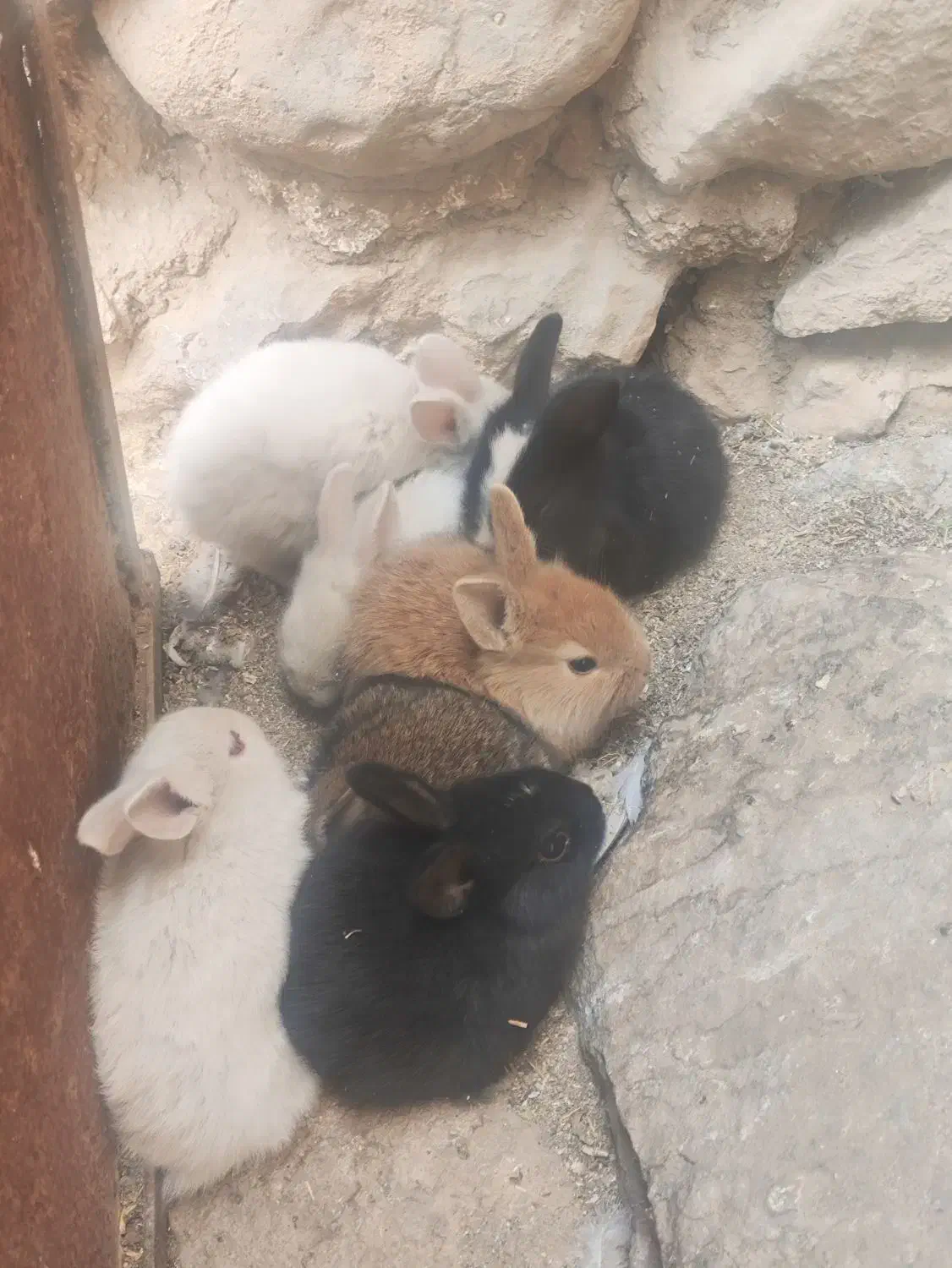 توله خرگوش|موش و خرگوش|باشت, |دیوار