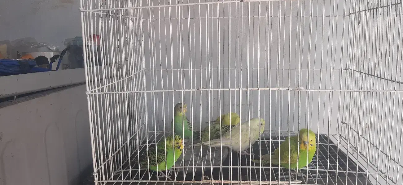 پرنده|پرنده|رویان, |دیوار