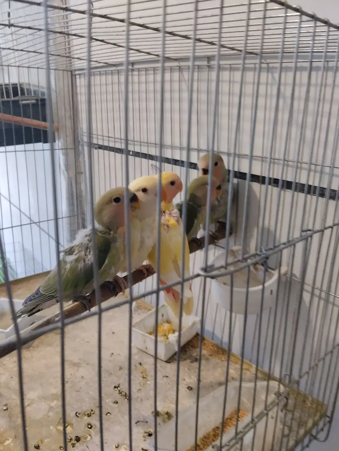 طوطی برزیلی|پرنده|همدان, |دیوار