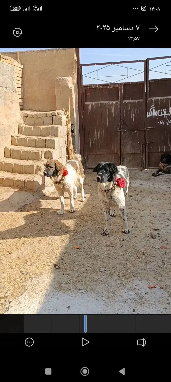 واگذاری نگهبان گله نر ما.ده حسابی|سگ|پیر بکران, |دیوار