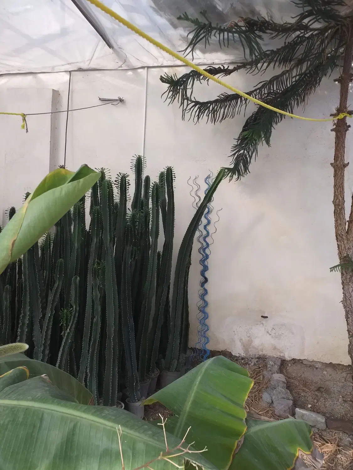 کاکتوس عمده|گل و گیاه طبیعی|خسروشاه, |دیوار