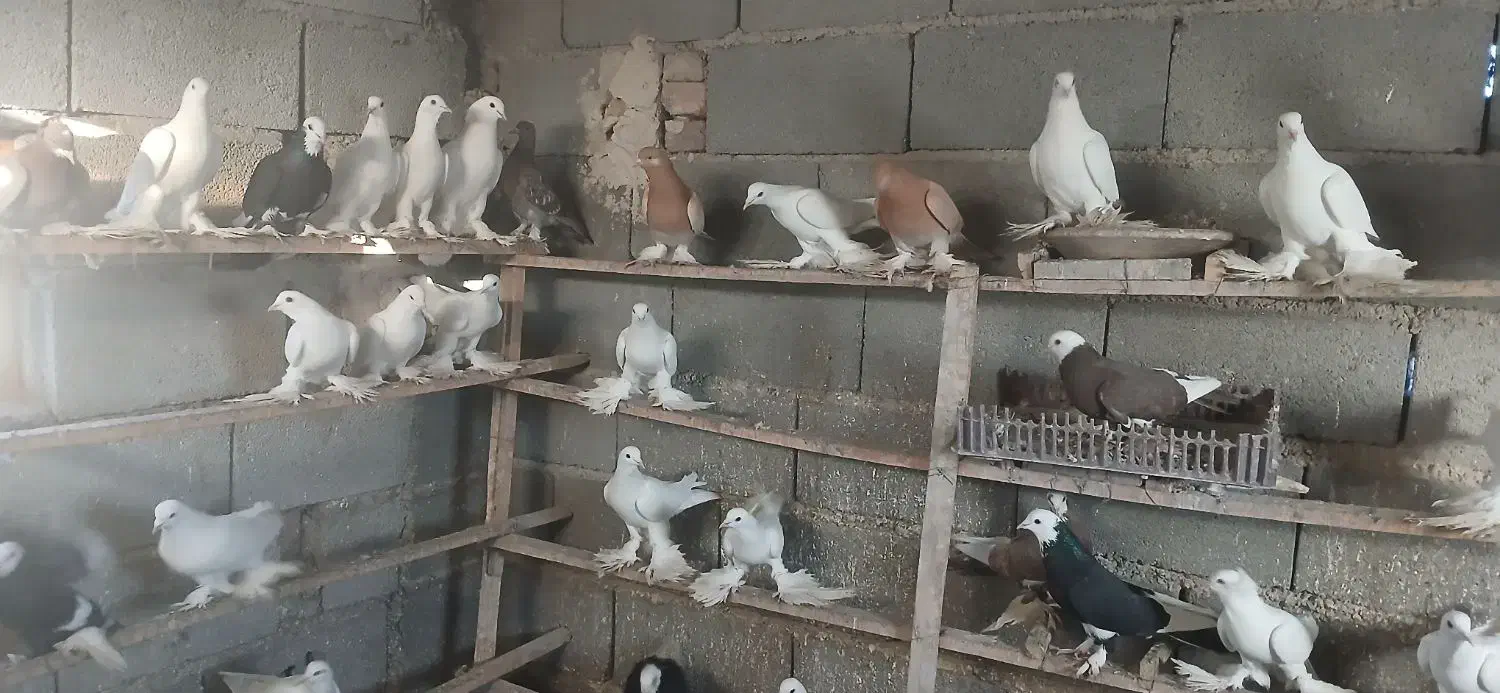 کبوتر|حیوانات|تبریز, |دیوار