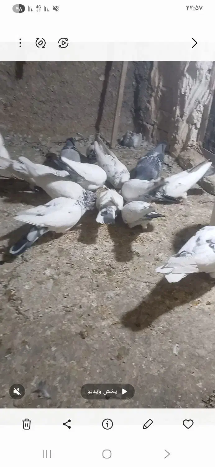 باسلام 5تا شهرستانی هم هست|پرنده|پاکدشت, پاکدشت (مامازند)|دیوار