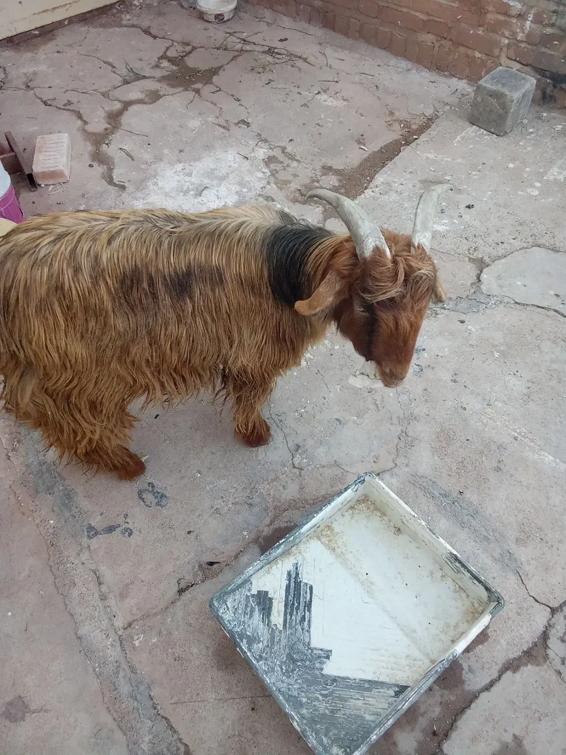 تیزبزلری|حیوانات مزرعه|مسجد سلیمان, |دیوار