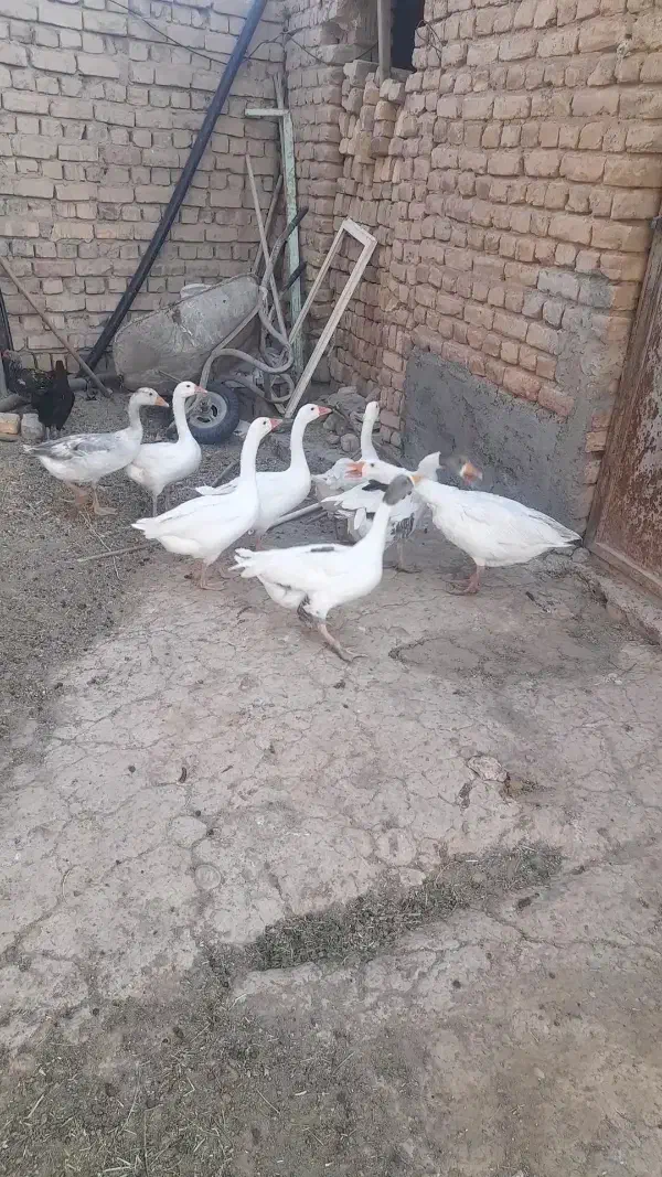 غاز|حیوانات مزرعه|معصومیه, |دیوار