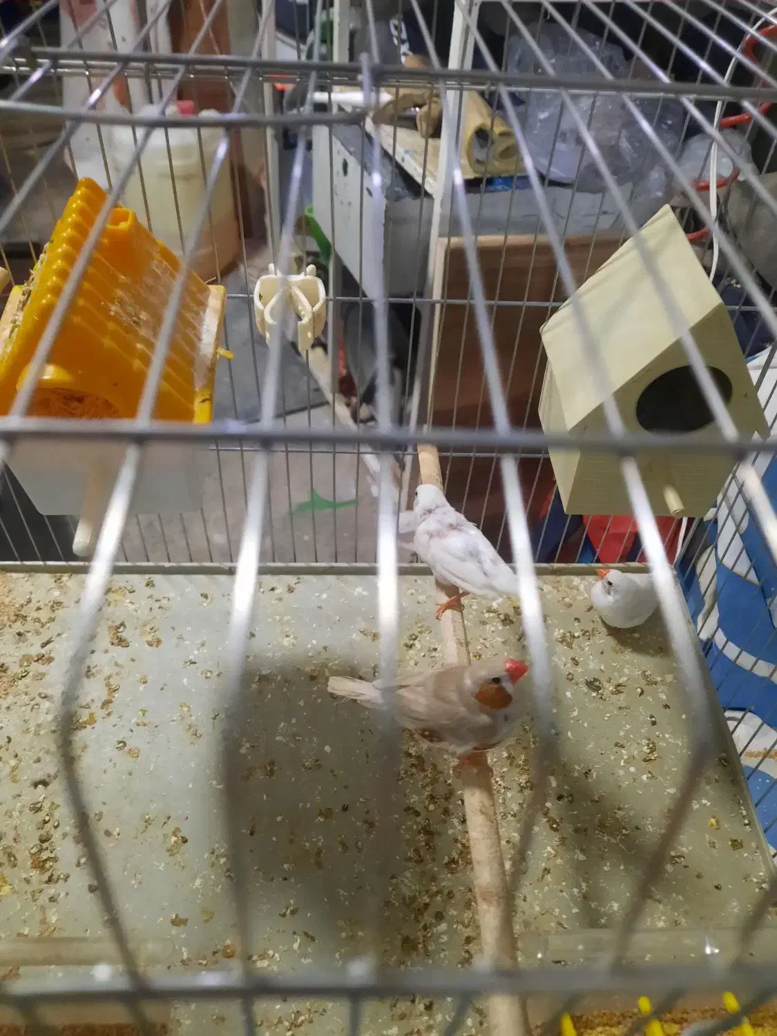 فنج|پرنده|شیراز, فرگاز|دیوار