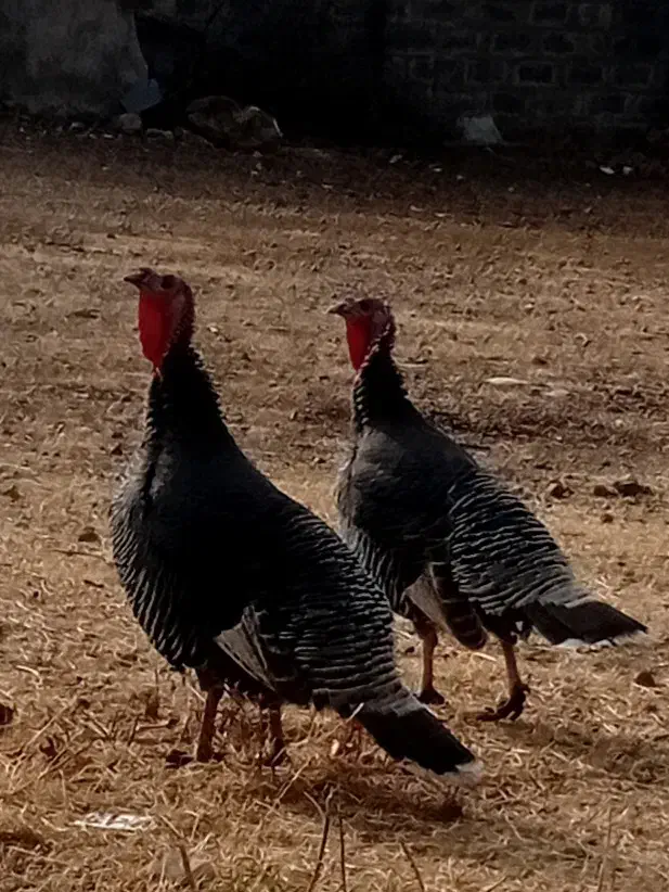 بوقلمون|حیوانات مزرعه|روانسر, |دیوار