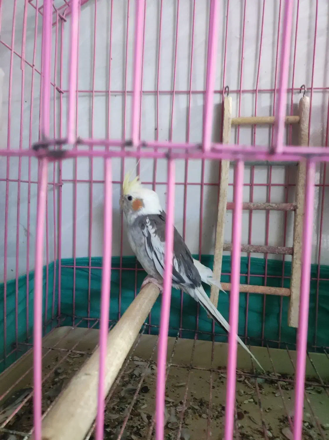 فروش یک جفت طوطی گریچینگ با یک دونه عروس هلندی نر|پرنده|زرند, |دیوار