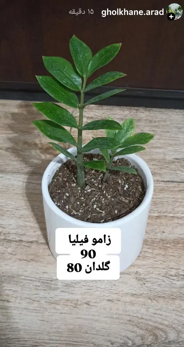 تخفیف گل و گیاه طبیعی به مدت دو روز|گل و گیاه طبیعی|خواف, |دیوار