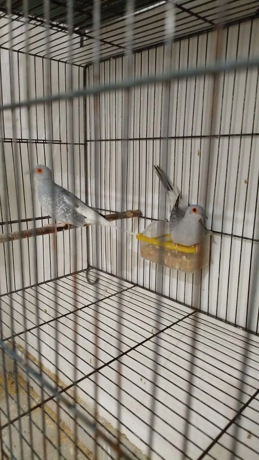 فنچ گلدین. کبوتر الماسی . فنچ کینگ|پرنده|سمنان, |دیوار