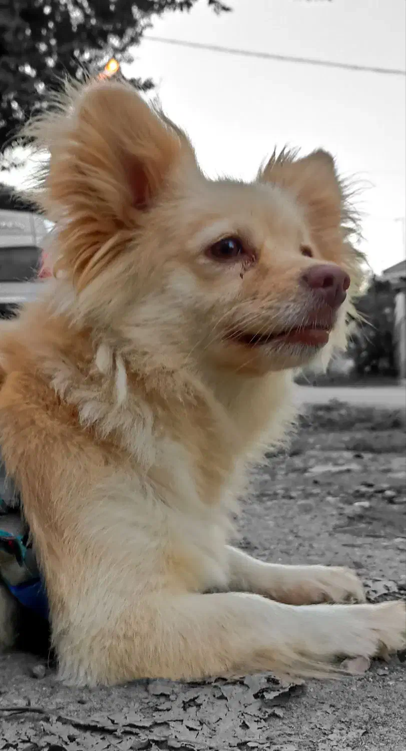 پامرین اشپیتز|سگ|رشت, اسماعیل آباد|دیوار