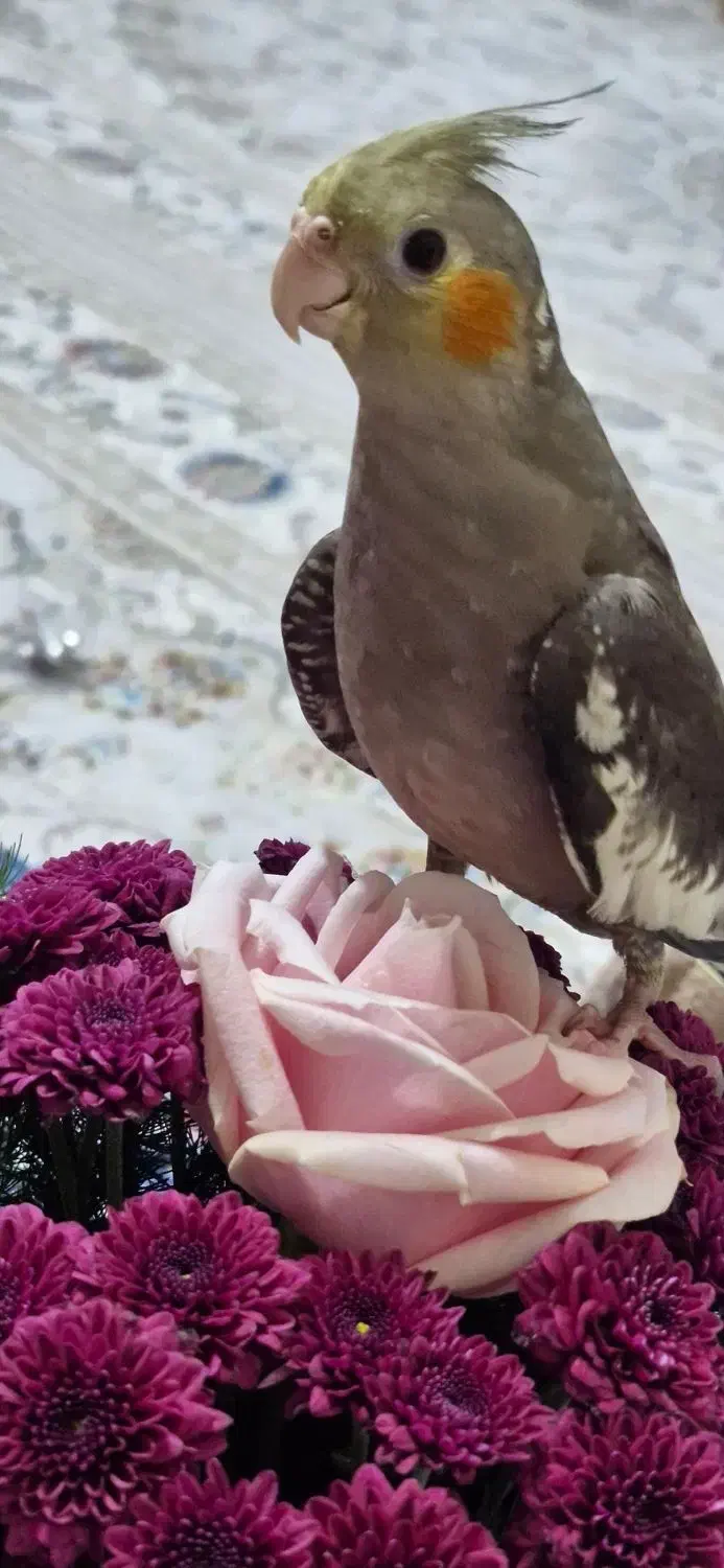 گمشده|حیوانات|بجنورد, |دیوار