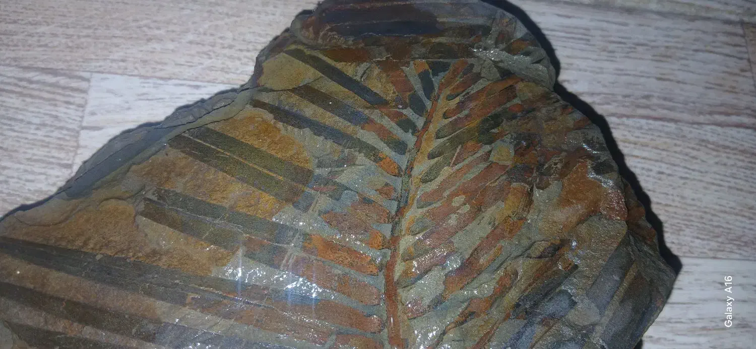 فسیل|کلکسیون اشیاء عتیقه|تهران, طرشت|دیوار