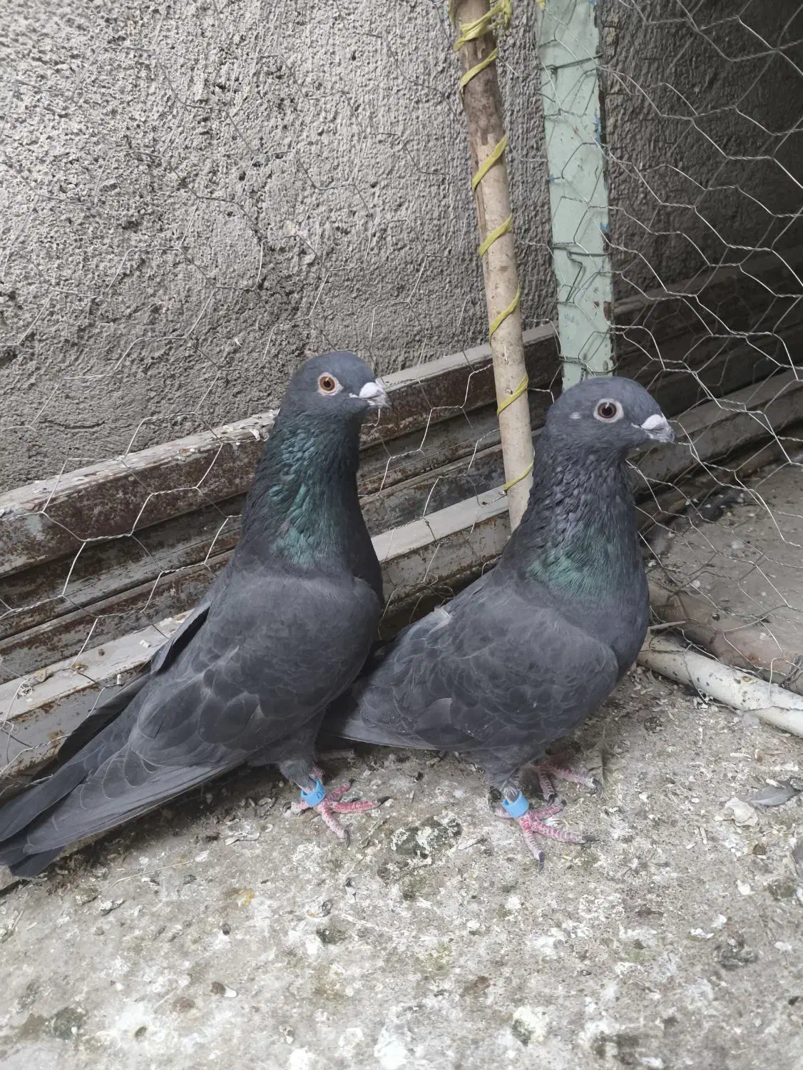 کبوتر زاغ موشی|پرنده|مسجد سلیمان, |دیوار