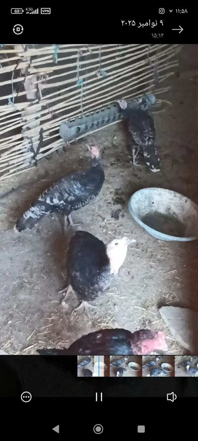 بوقلمون از بهترین نژاد|حیوانات مزرعه|زهک, |دیوار