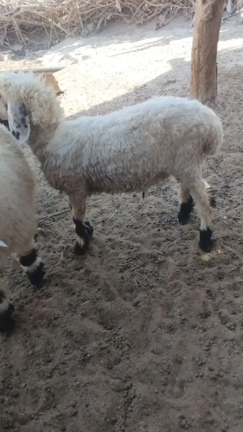 بره چاق و چلبک|حیوانات مزرعه|زابل, |دیوار