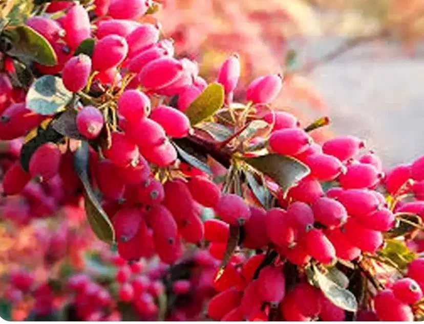 خریدار زرشک شاخه بصورت نقدی|خدمات باغبانی و درختکاری|بیرجند, |دیوار