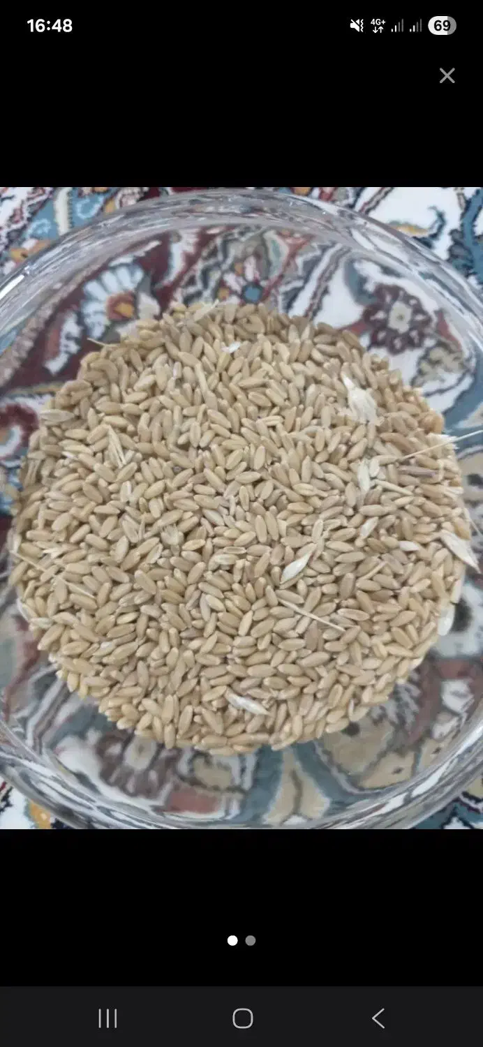 بذر گندم درجه یک و خیلی تمیز|خدمات باغبانی و درختکاری|مشگین شهر, |دیوار