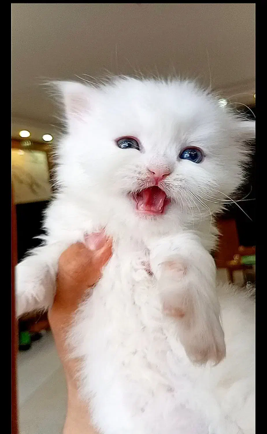 نینی کوچولوگربه|گربه|قم, پردیسان|دیوار