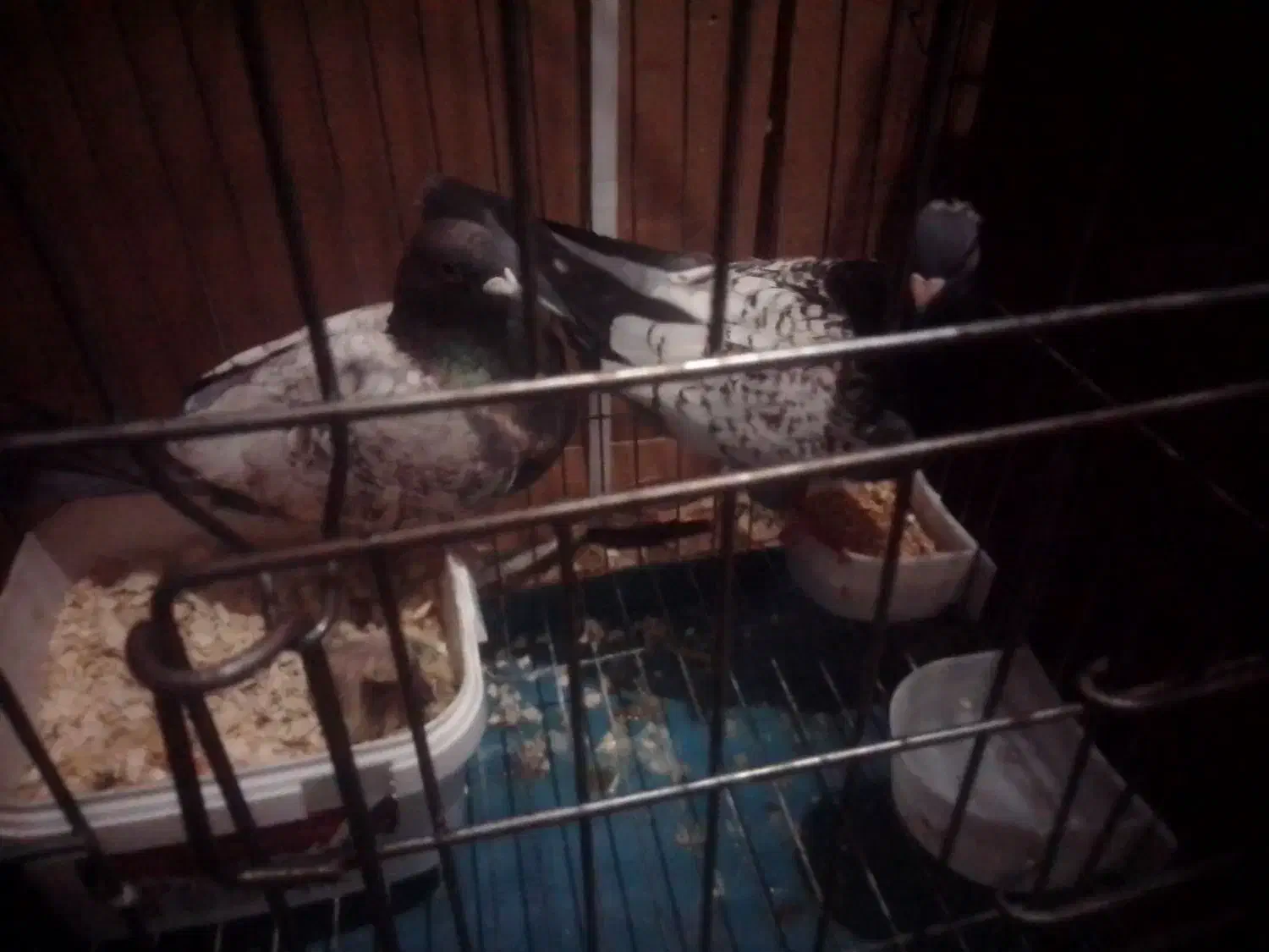 کبوترطاووسی..|پرنده|گنبد کاووس, |دیوار