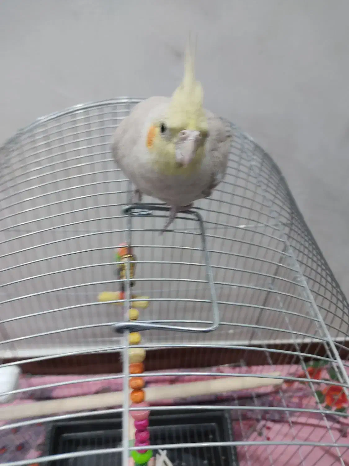 عروس هلندی نژاد خاکستری ماده تازه بالغ|پرنده|دورود, |دیوار